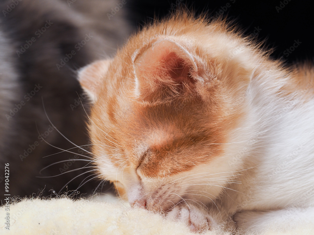 Fotka „Котенок спит. Котенок маленький, белый с рыжим. Фон черный. Морда  котенка крупно. Маленький кот крепко спит. Котенок очень милый“ ze služby  Stock | Adobe Stock