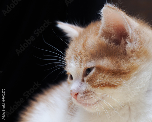 Портрет улыбающегося котенка. Котенок маленький, белый с рыжим. Фон черный. Морда котенка крупно в профиль. Улыбка на морде кота
