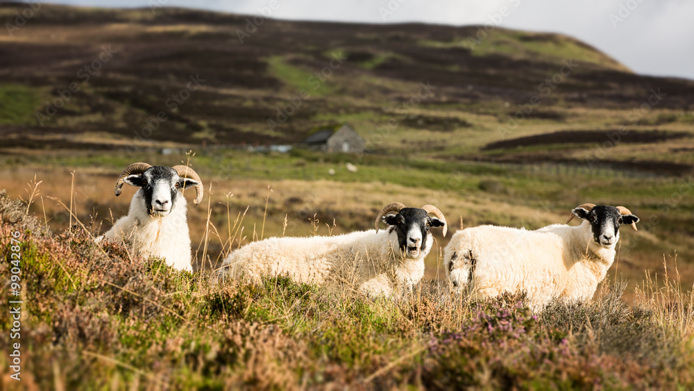 Fototapeta premium Scottish sheep trio