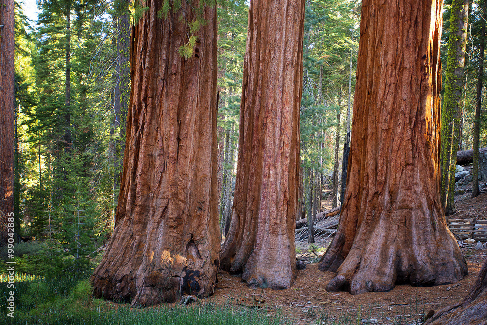 The Three Graces, Yosemite, USA The Three Graces, Yosemite, USA