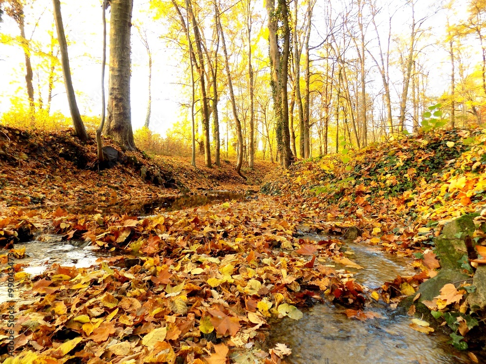 Creek in fall