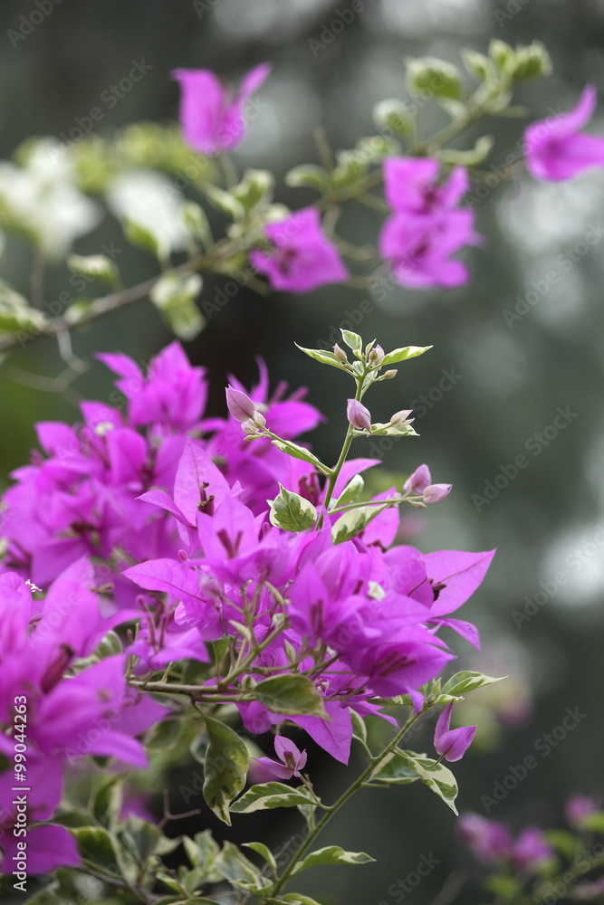 Presented a bouquet of pink bougainvillea. The background