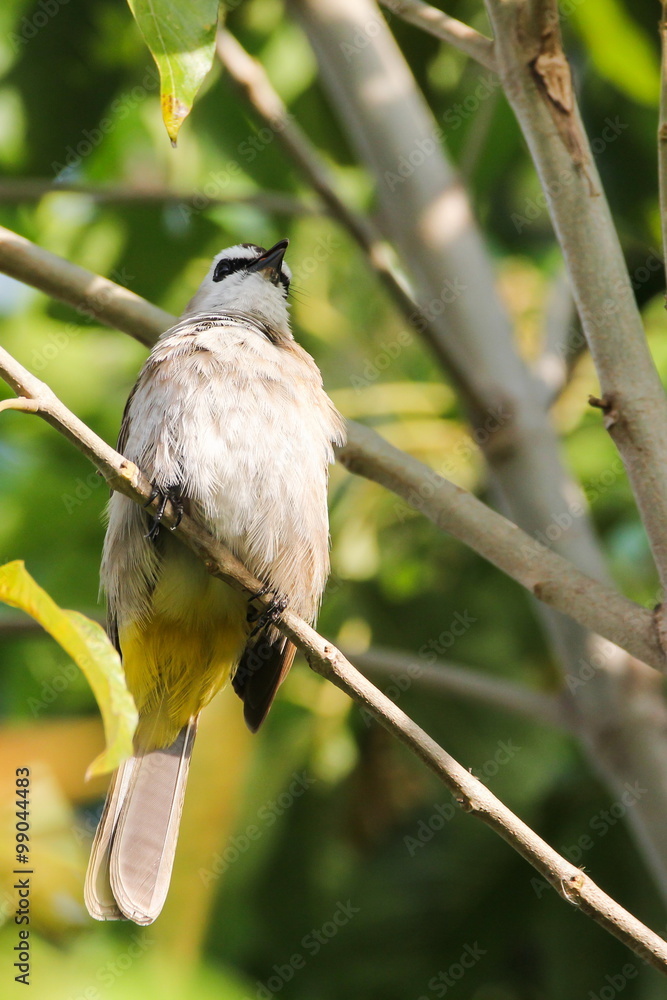 Naklejka premium Yellow-vented Bulbul
