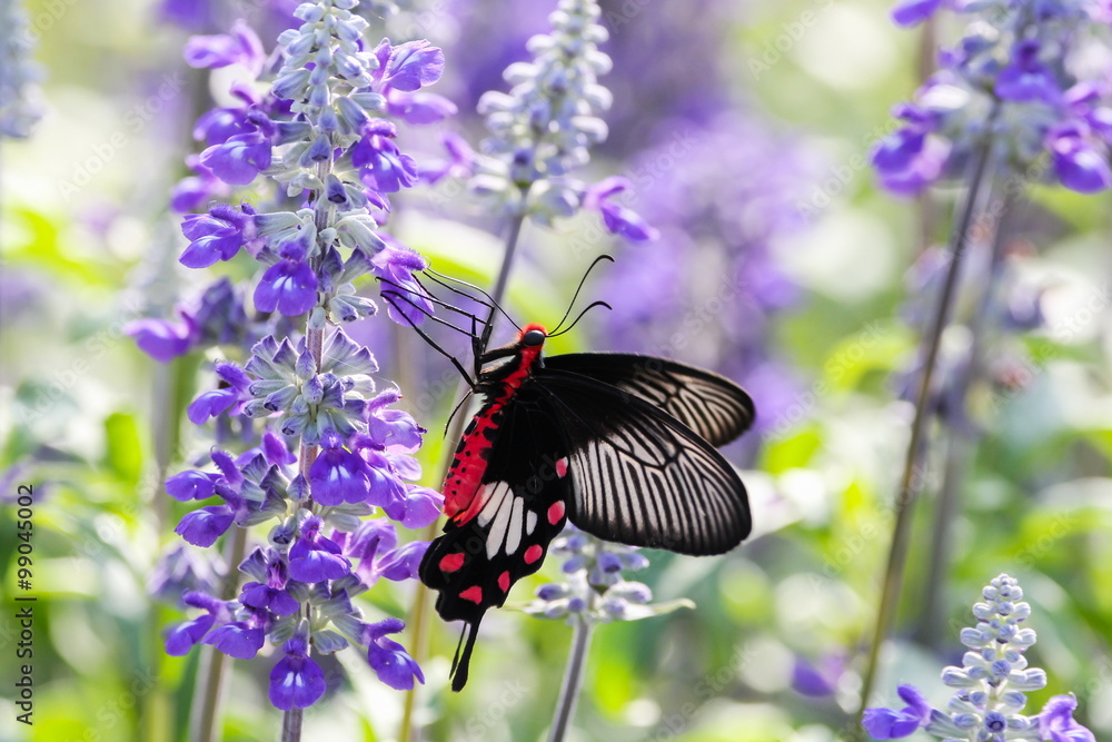 Common Rose Butterfly on Blue Salvia flower Common Rose Butterfly on Blue Salvia flower