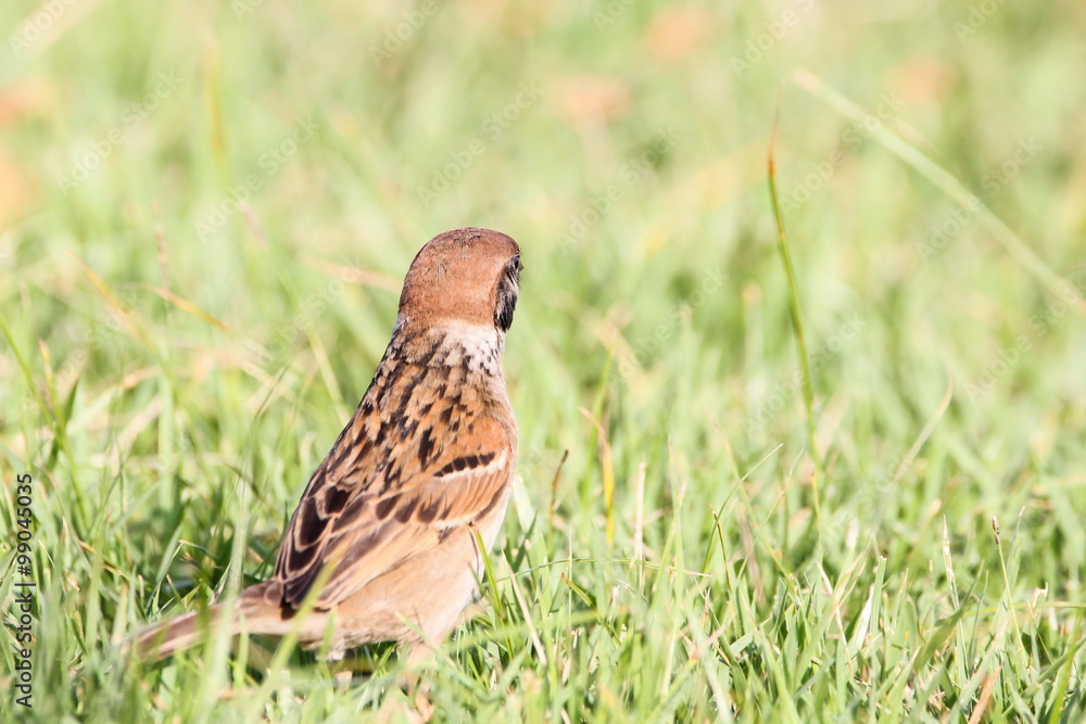 Fototapeta premium Eurasian Tree Sparrow