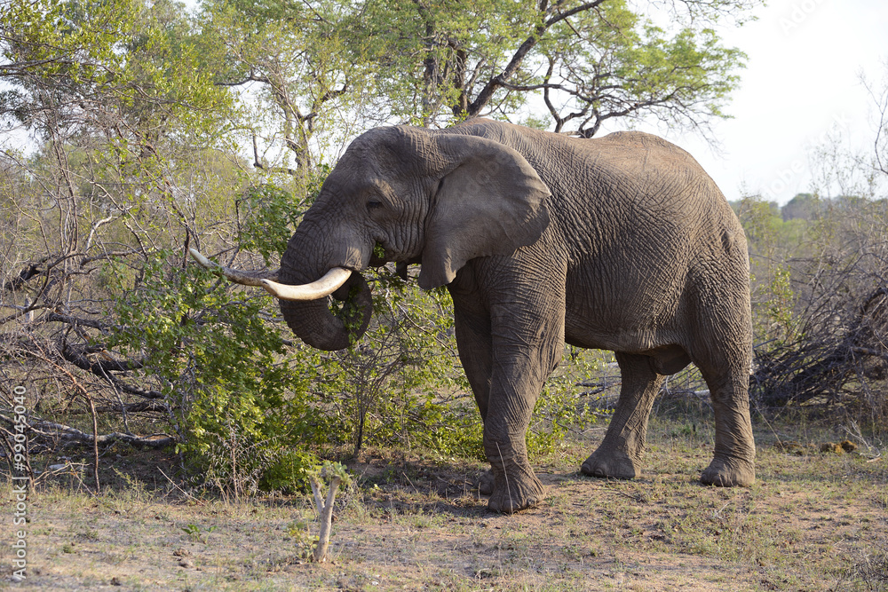 Elephants, Kruger National Park, South Africa