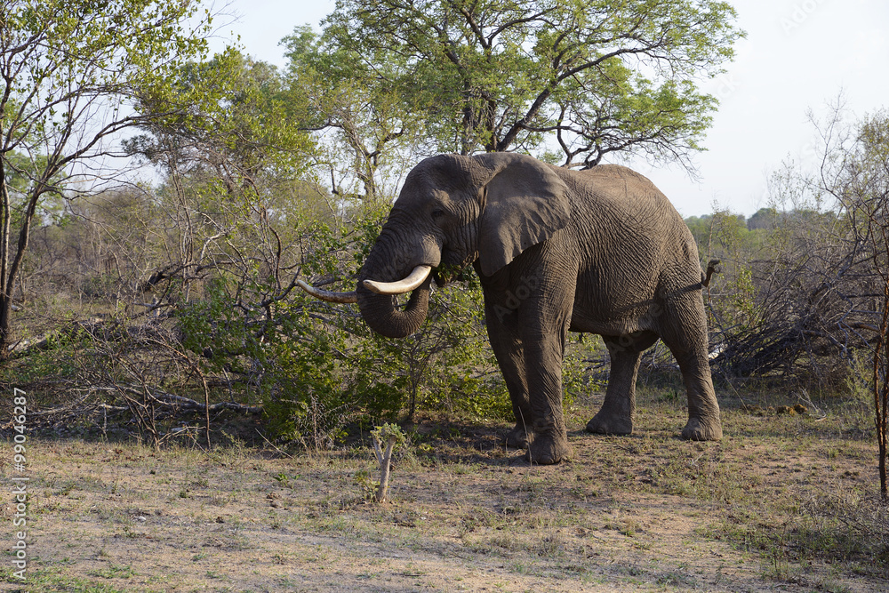 Fototapeta premium Elephants, Kruger National Park, South Africa