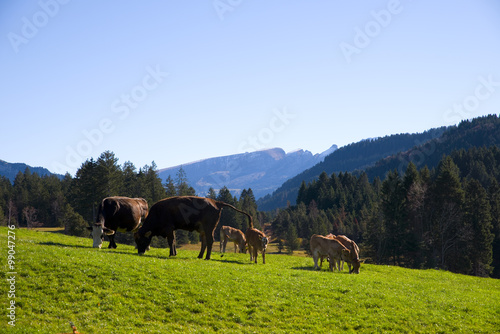 Kühe in den Alpen © VRD