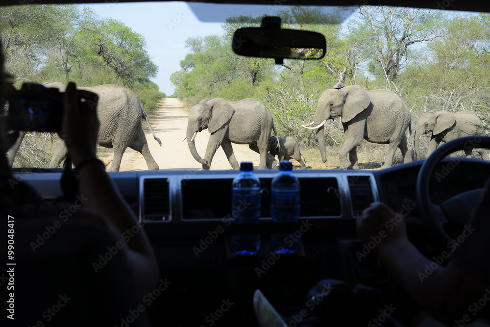 Obraz premium Elephants seen through car window, Kruger National Park, South Africa
