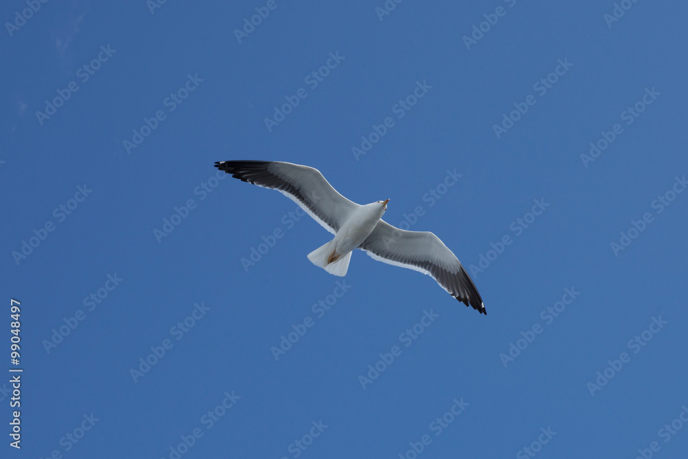 Seagull in the sky Seagull in the sky