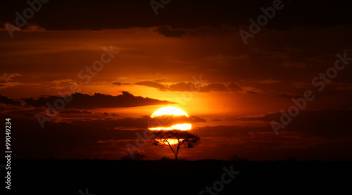Acacia Tree at Serengeti Sunset
