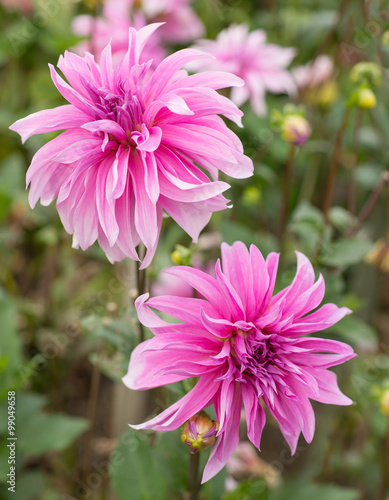 Pink flower dahlia