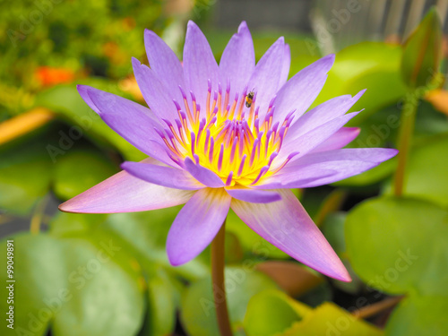 Purple Lotus.