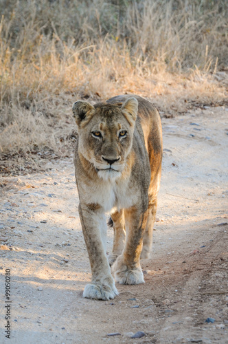 Fotografie Löwin; Portrait
