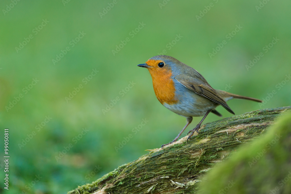 Rotkehlchen, European robin, Erithacus rubecula Rotkehlchen, European robin, Erithacus rubecula
