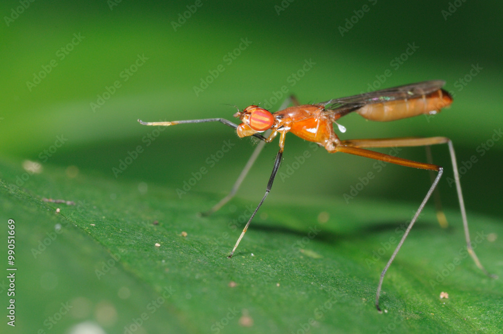 Fototapeta premium Stilt legged fly