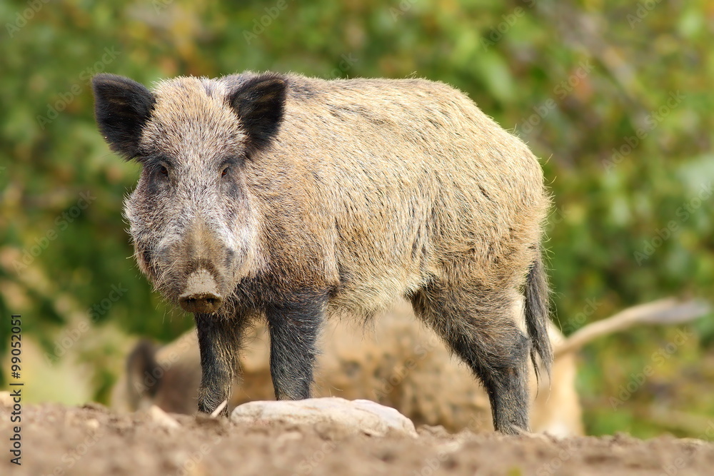 big wild boar big wild boar
