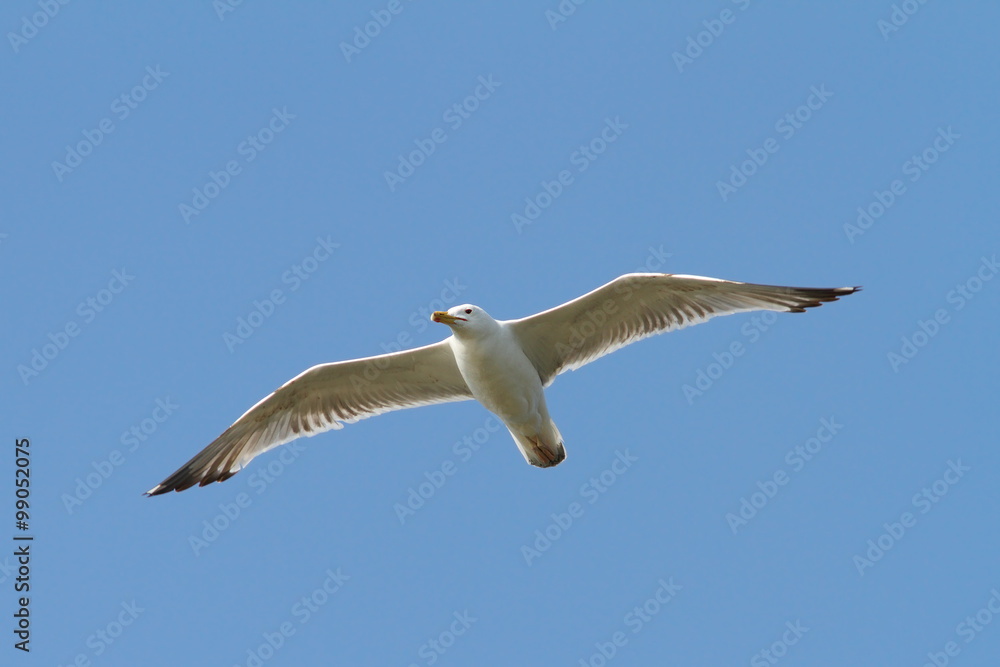 caspian gull flying over the sky caspian gull flying over the sky