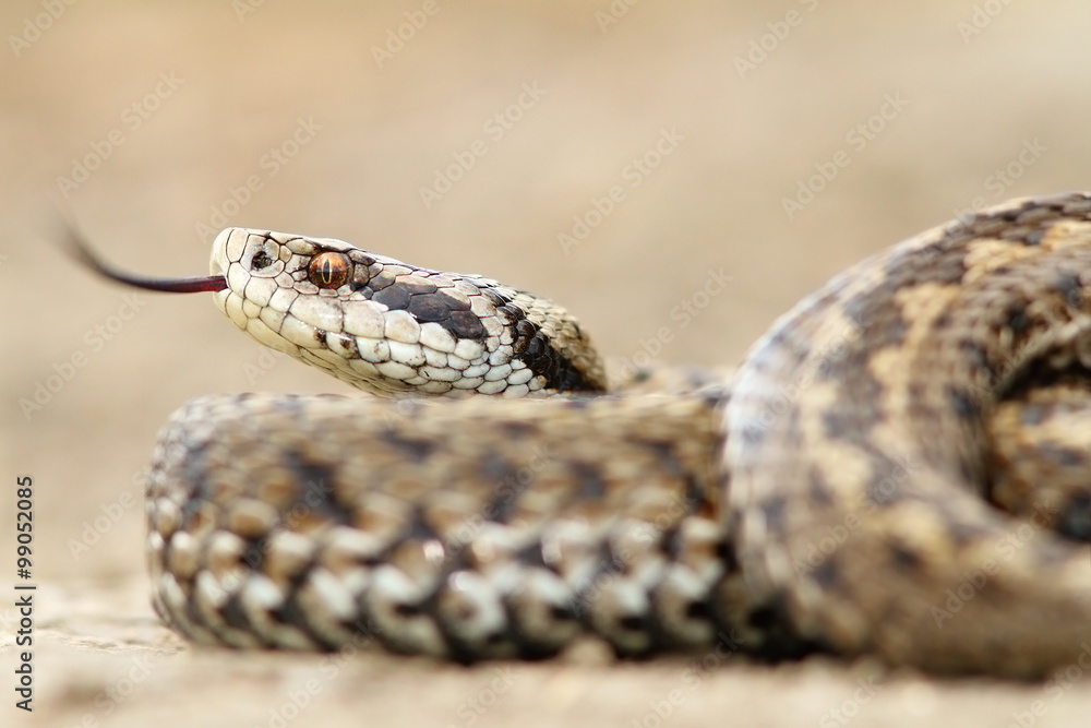 Fototapeta premium closeup of female meadow adder