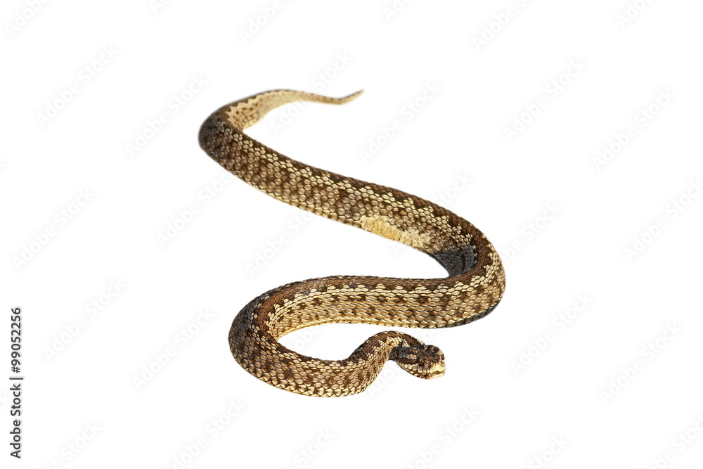 isolated moldavian meadow adder isolated moldavian meadow adder