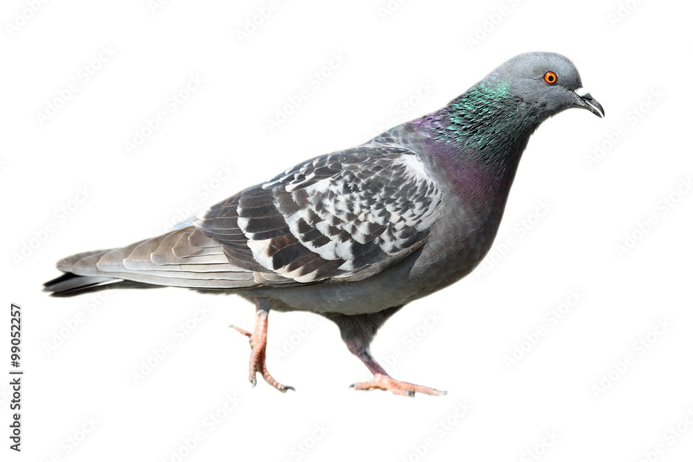 Fototapeta premium isolated feral pigeon walking