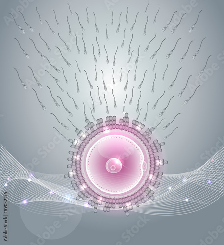 Female ovum fertilization