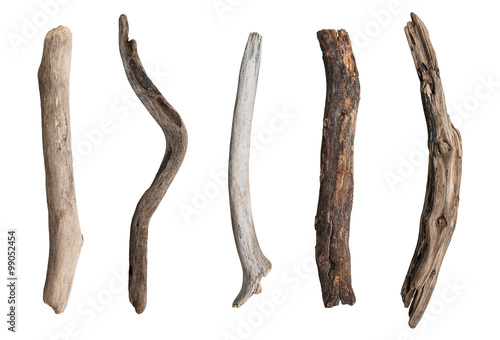 Set of dry tree branch