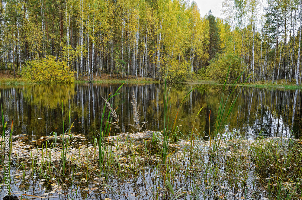 Lake in forest in autumn with fallen leaves.