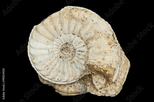 Pleuroceras, ammonite fossile su matrice