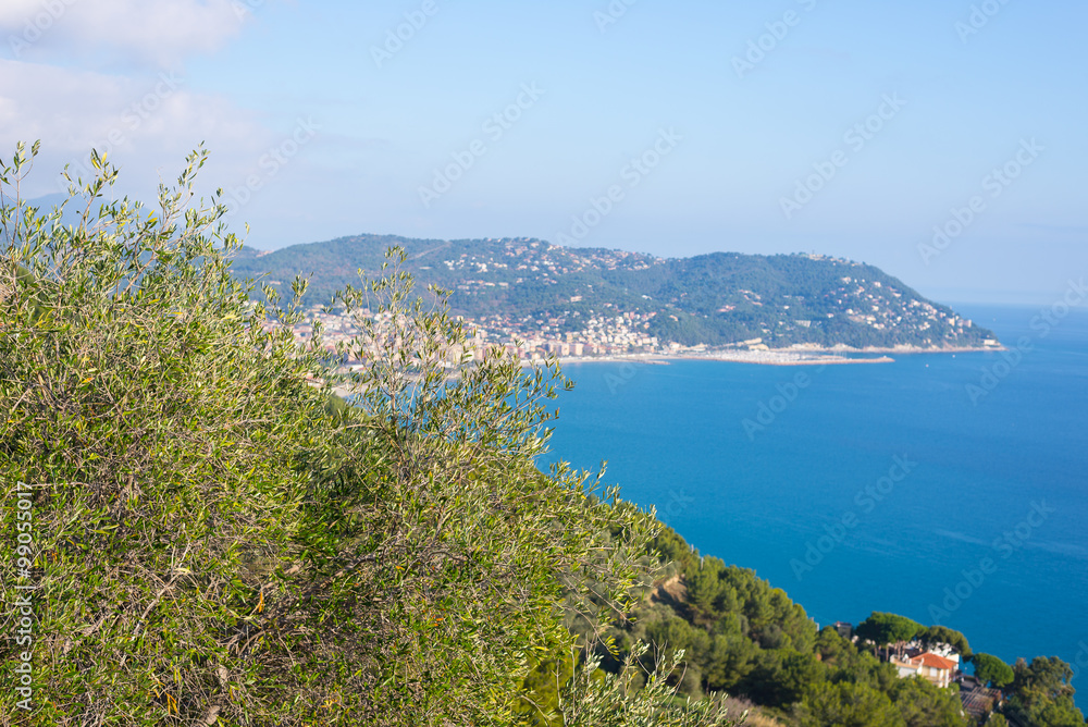 Olives tree branches on Italian coastline, Liguria Olives tree branches on Italian coastline, Liguria