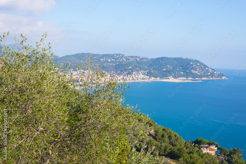 Olives tree branches on Italian coastline, Liguria