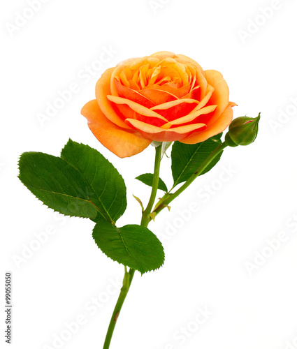 orange rose isolated on white