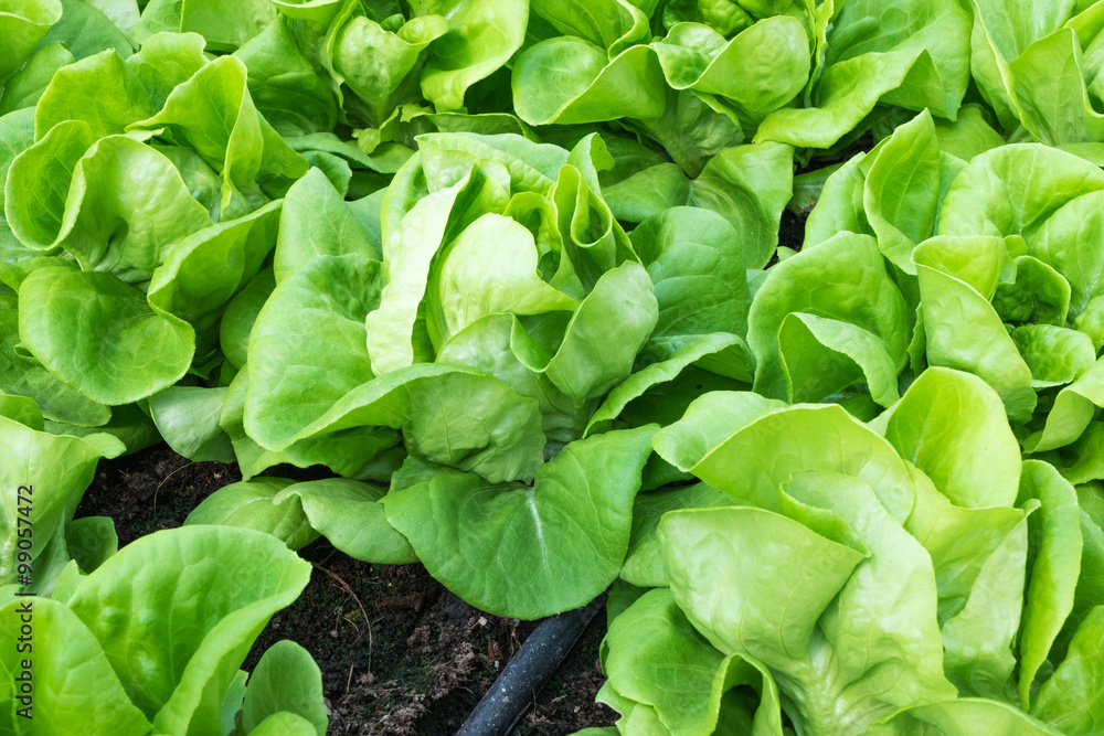 Butter head vegetable plantation Butter head vegetable plantation
