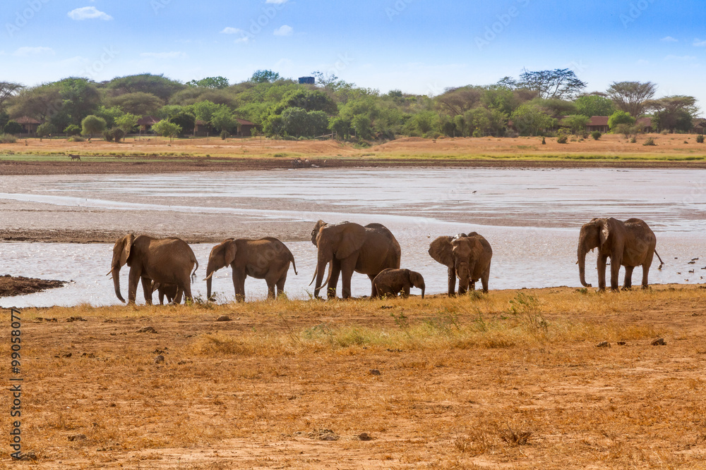 Elephants Tsavo East National Park in Kenya Elephants Tsavo East National Park in Kenya