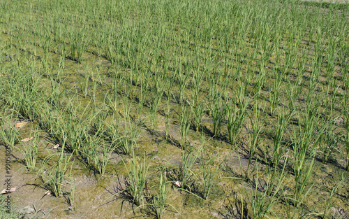 Rice seedlings in the paddy