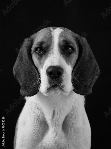 Foto Gaspard Noir & Blanc