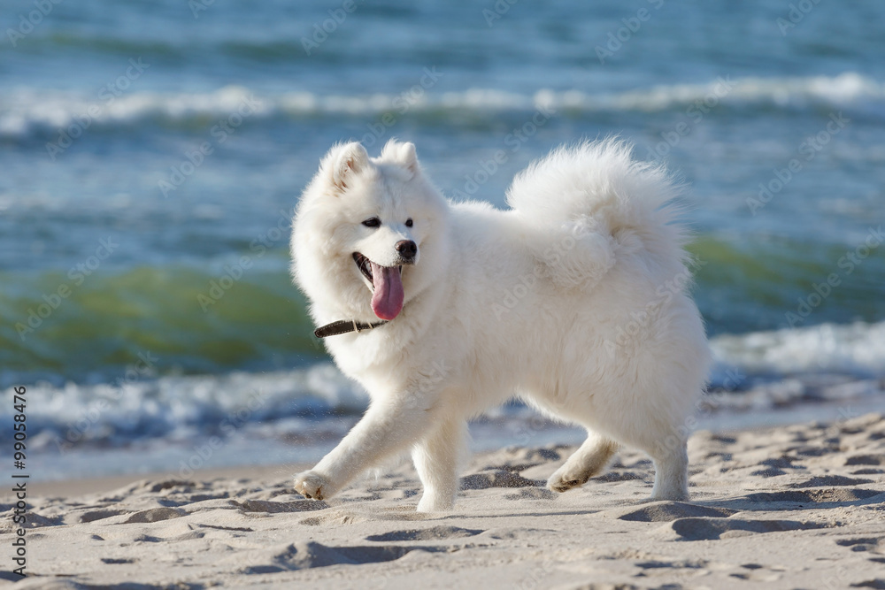 Samoyed dog walks near the sea