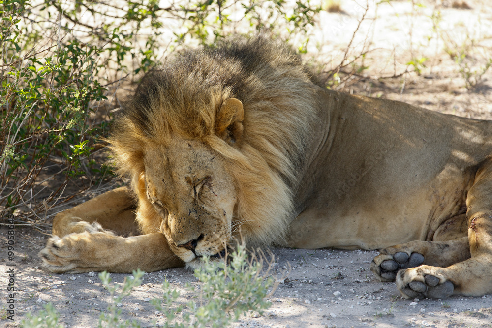 Naklejka premium Müder Löwe