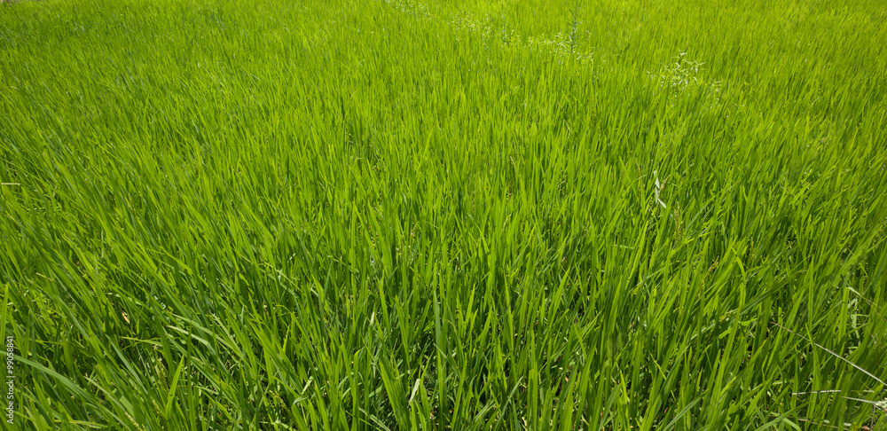 Green Grrass Green Grrass