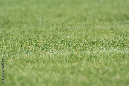 Wallpaper Mural Perfect Green Torontodigital.ca