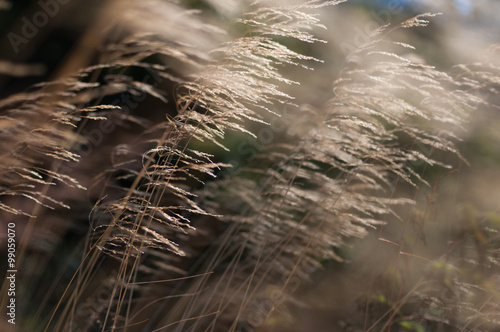Grass in the wind