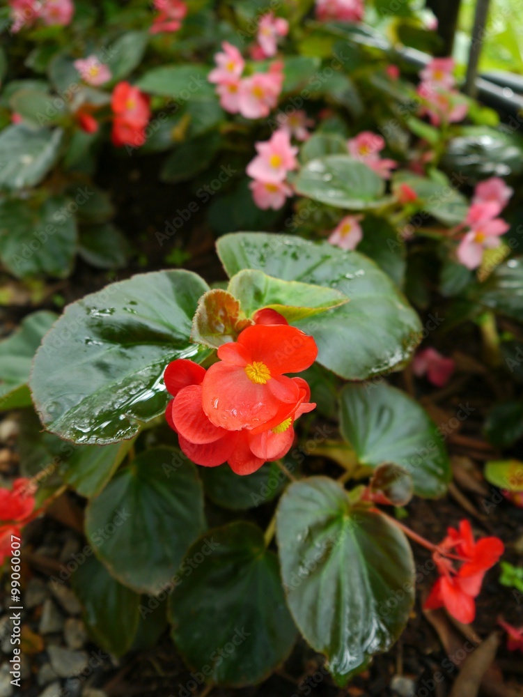 Begonia Begonia