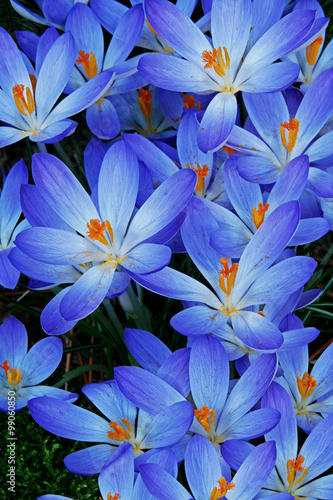 Blue Zwanenburg Crocus in spring bloom