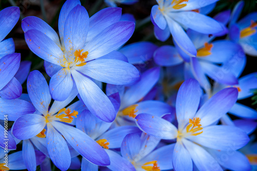 Fototapeta Naklejka Na Ścianę i Meble -  Blue Zwanenburg Crocus bloom