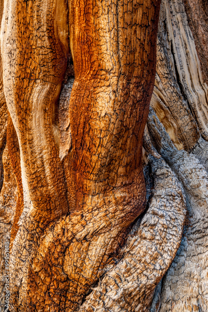 Obraz premium bristlecone patterns