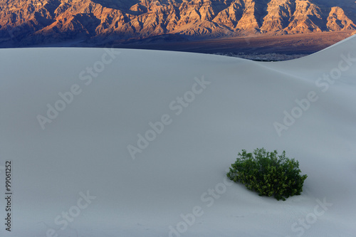 lone creosote bush in dunes photo