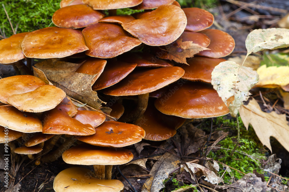Fototapeta premium mushrooms growing in wet season
