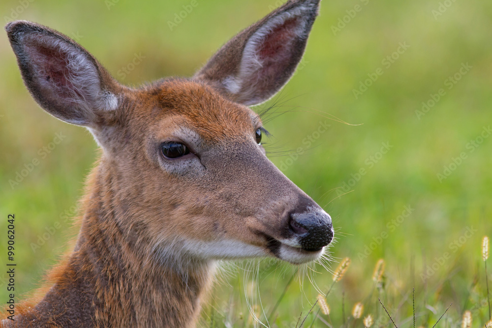 Whitetail deer doe laying in an open field. Whitetail deer doe laying in an open field.