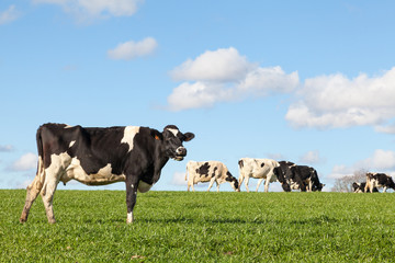 Foto auf Leinwand Kuh Schwarz-weiße Holstein-Milchkuh auf der Skyline in üppiger grüner Weide, die im Abendlicht auf der Skyline steht  © gozzoli