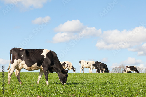Fotografering Black and white Holstein dairy cow grazing on the skyline  in a green pasture  a